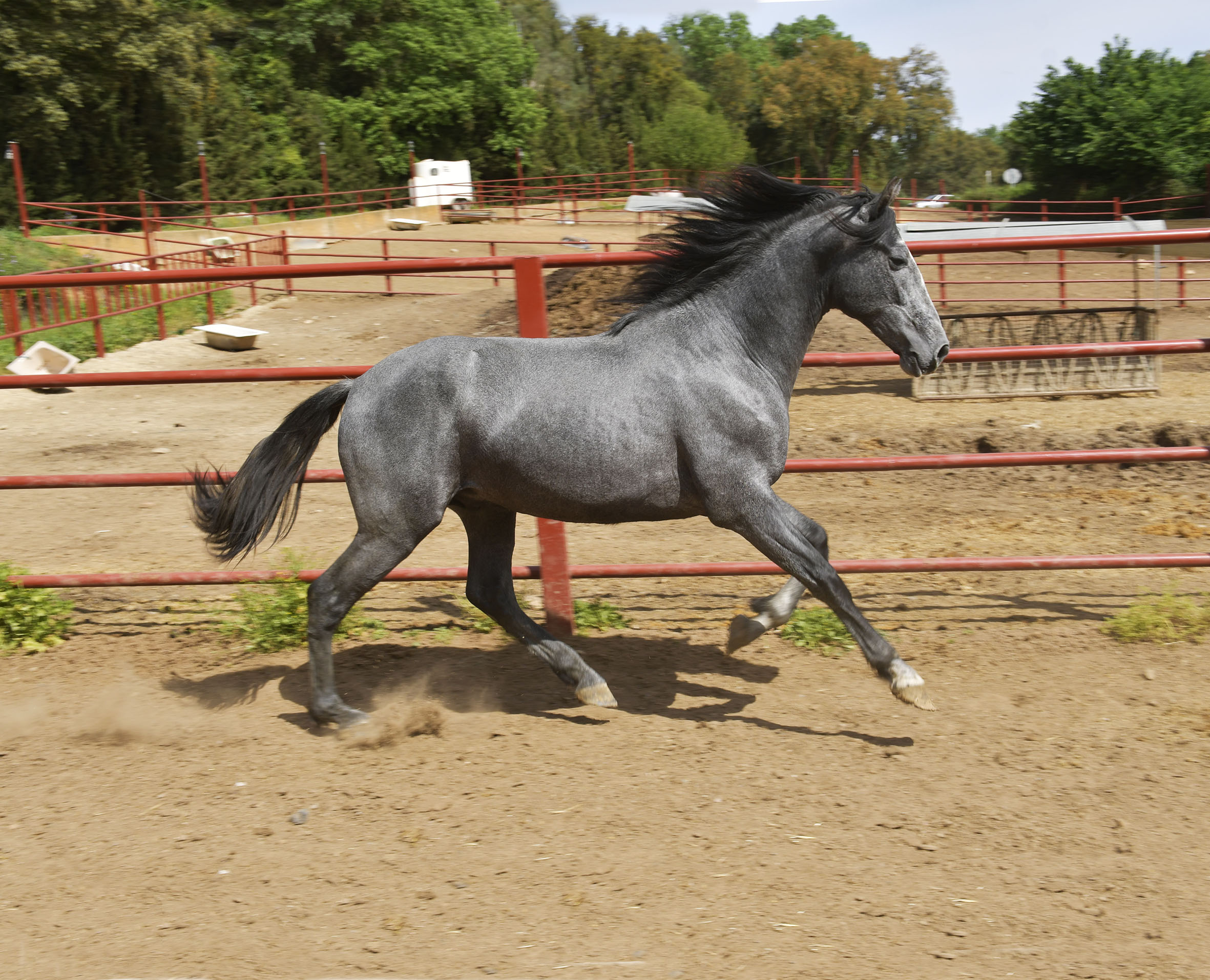 Caballo en Venta