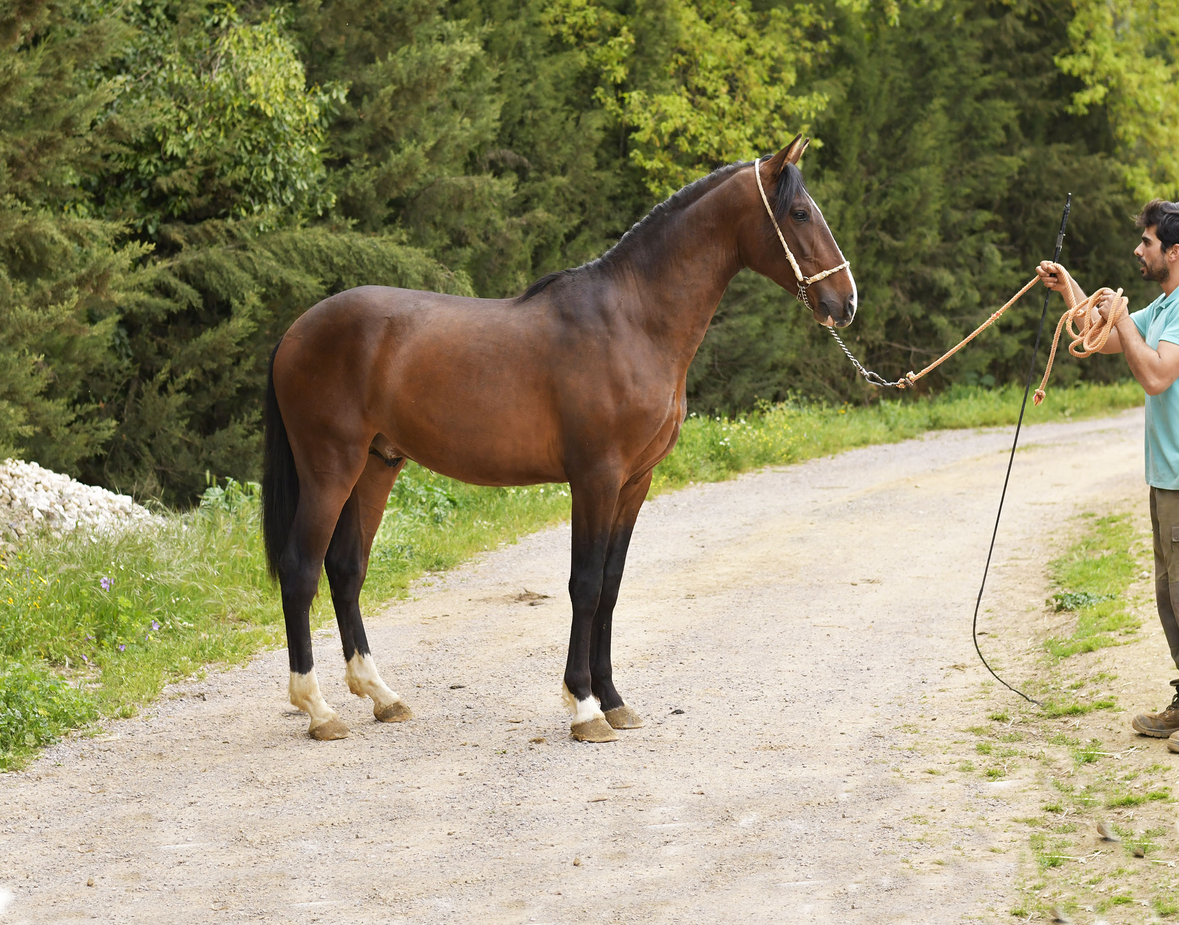 Caballo en Venta
