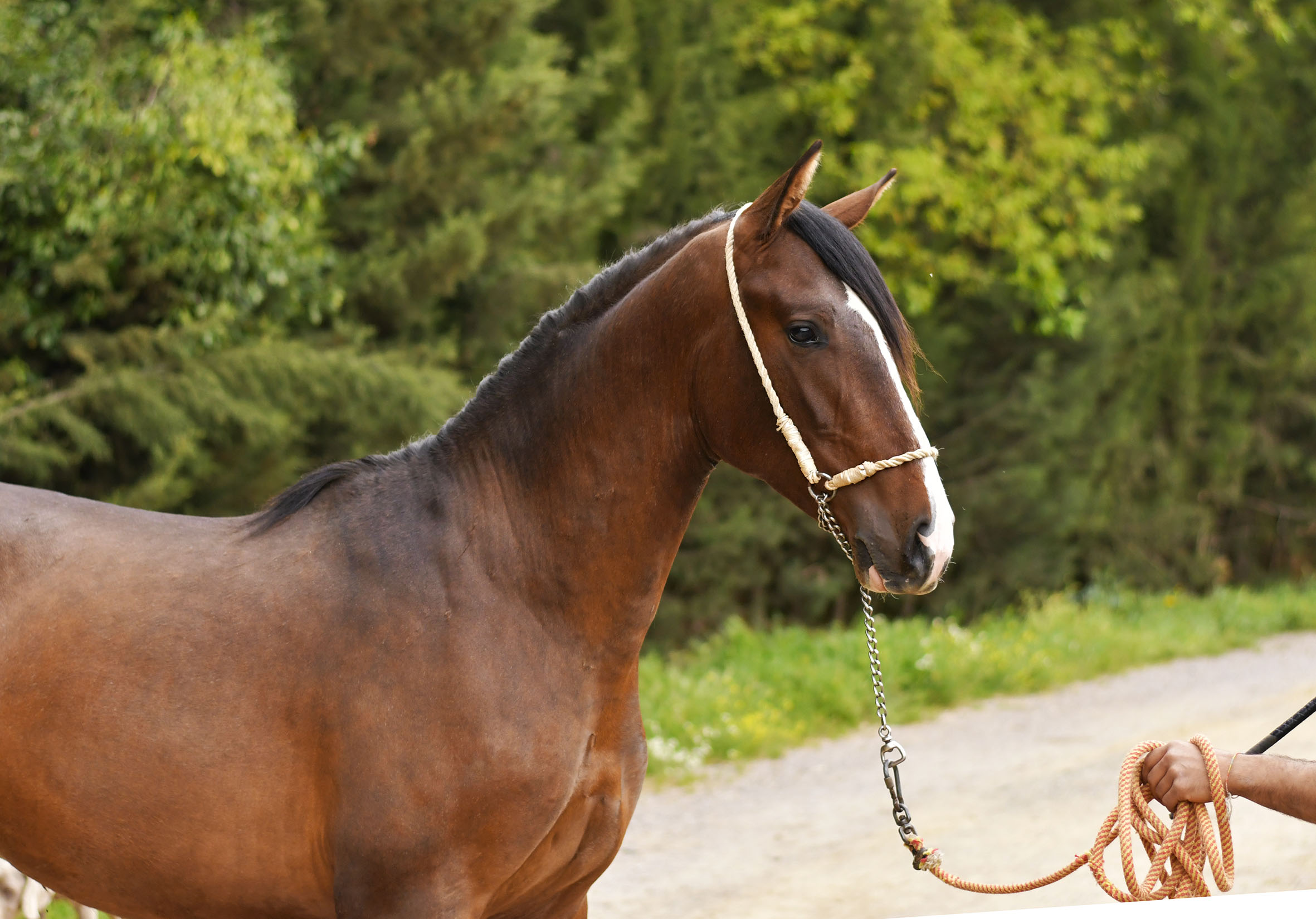 Comprar Caballo