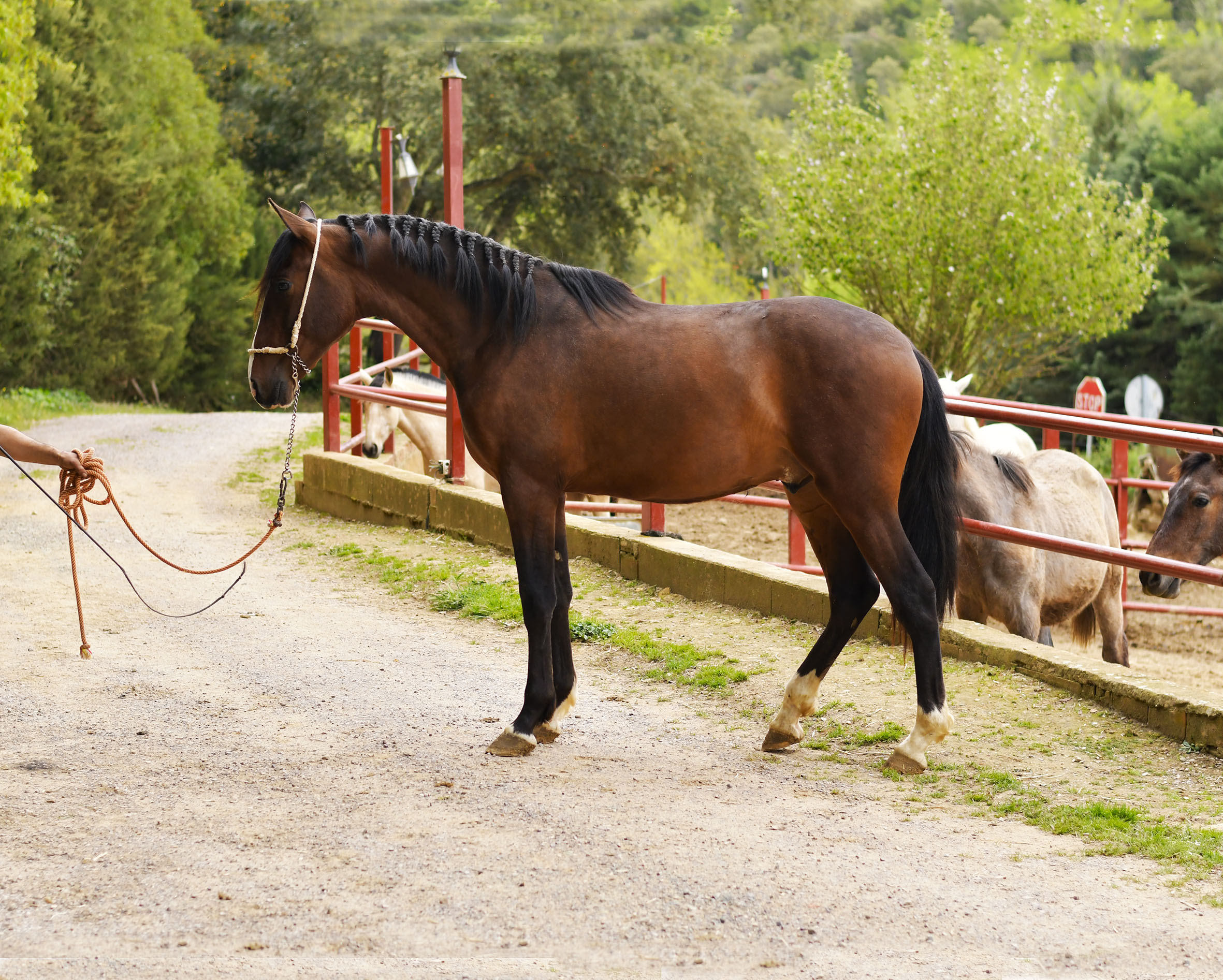 Caballo en Venta