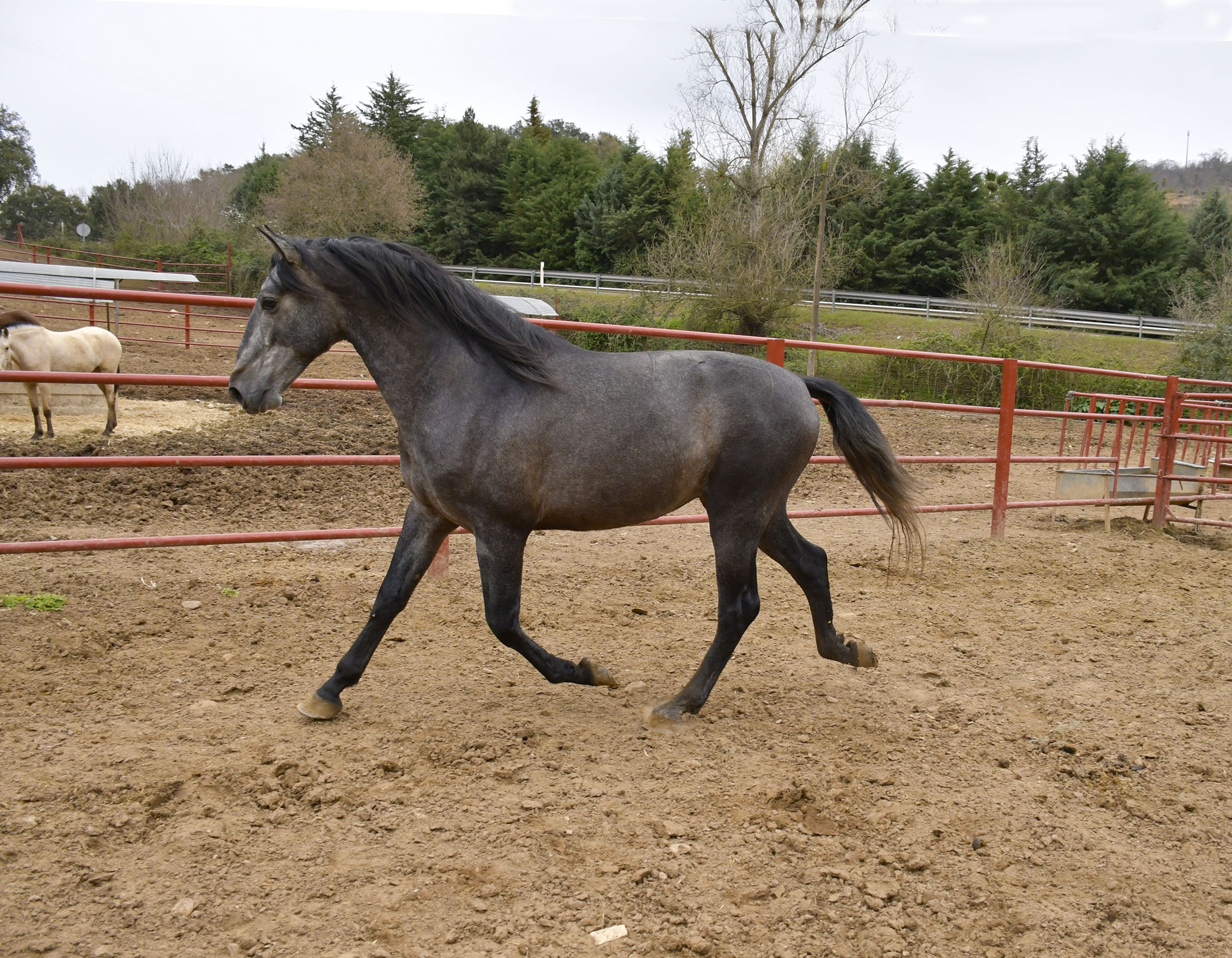 Caballo en Venta
