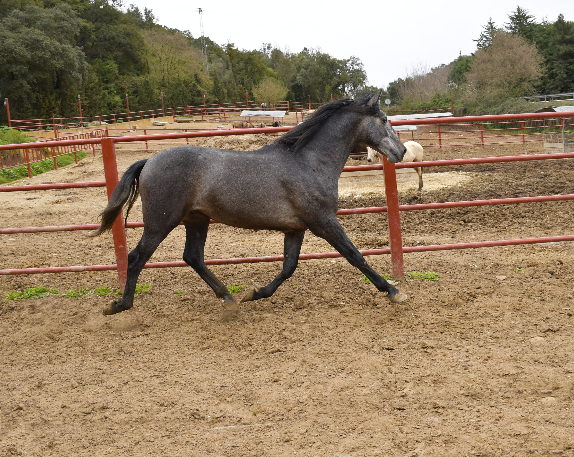 Listado de Caballos en Venta