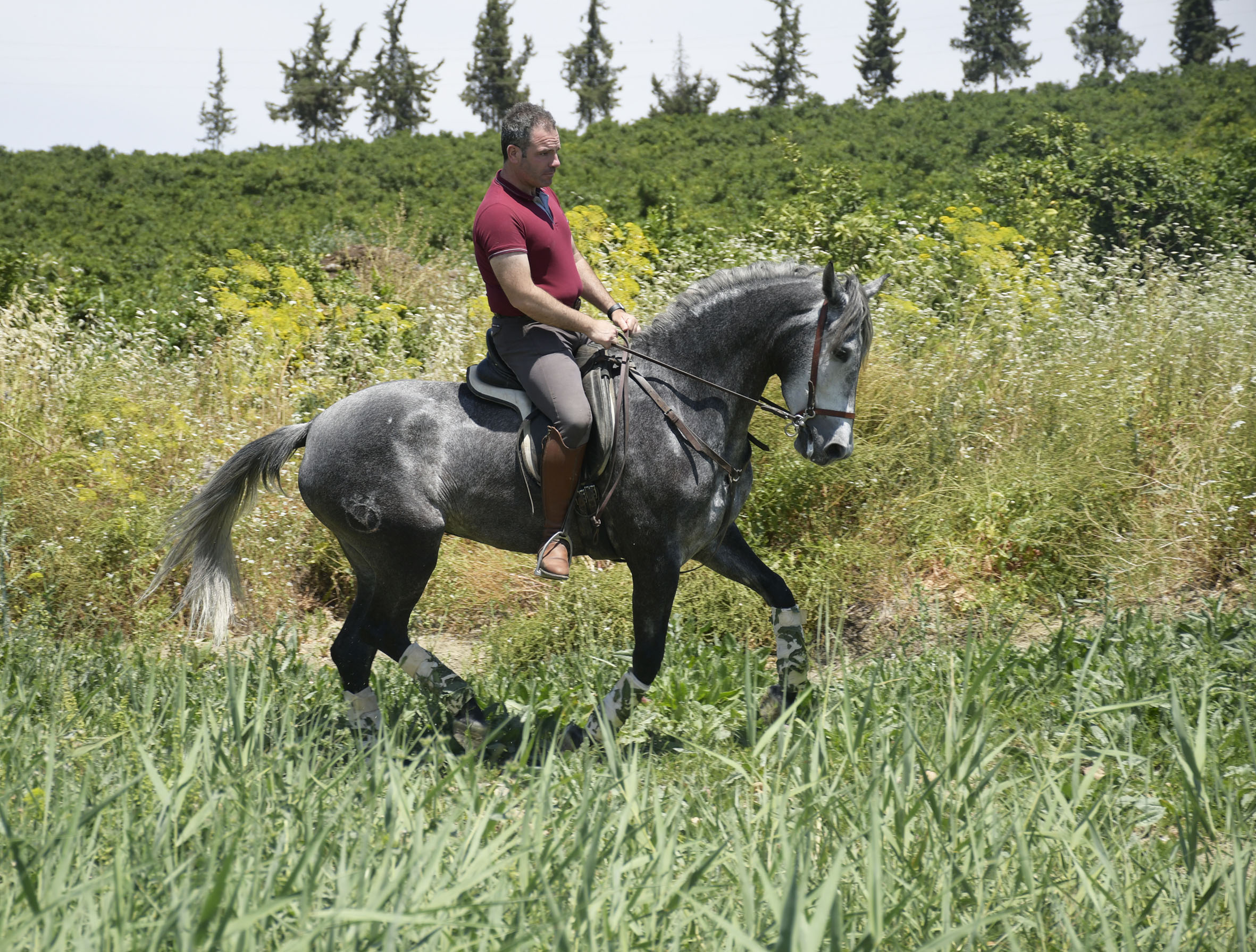Caballo en Venta