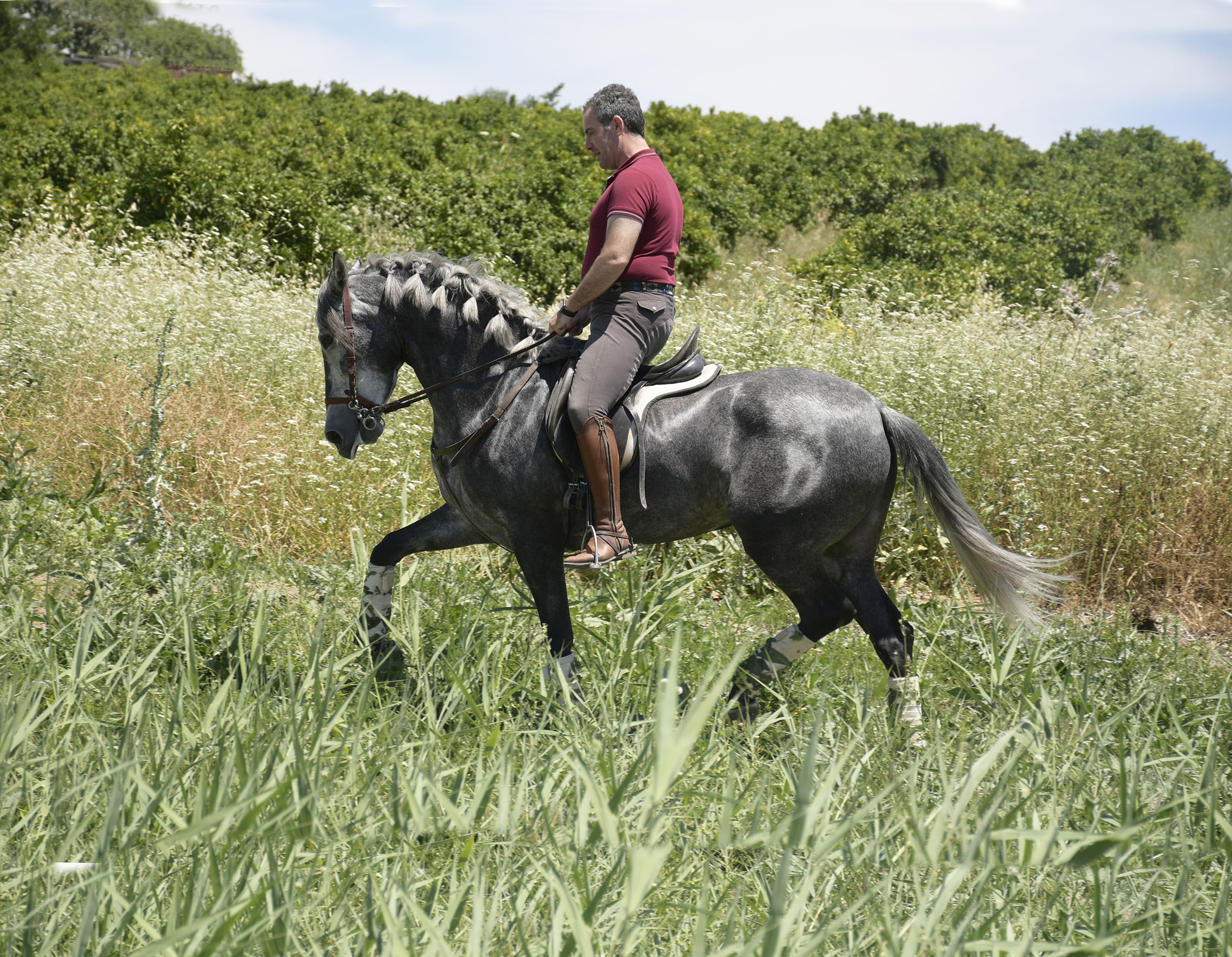 Caballo en Venta