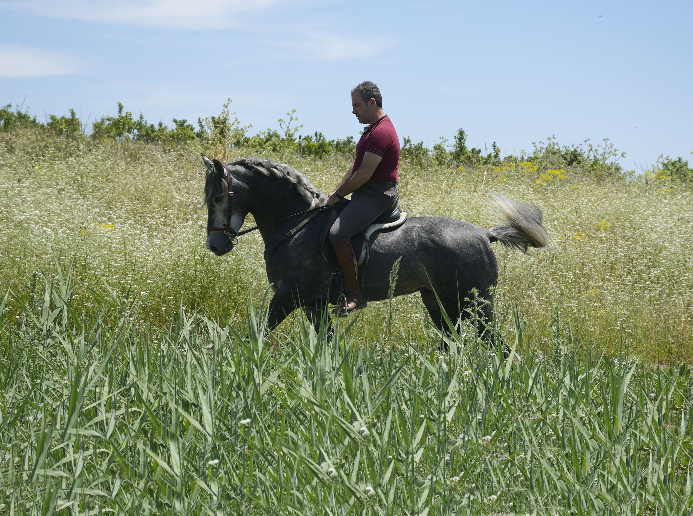 Comprar Caballo