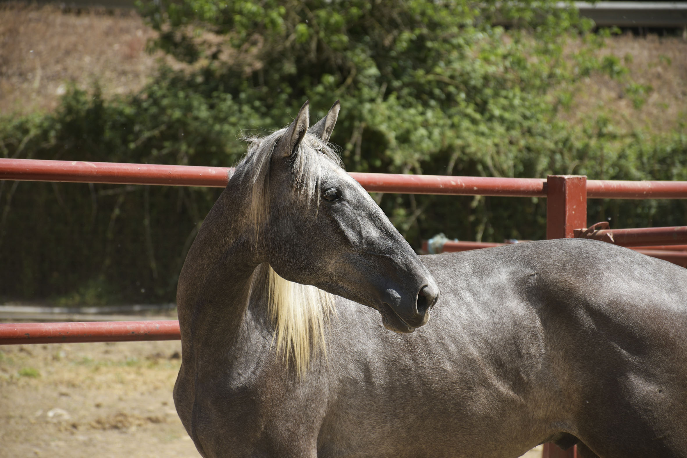 Caballo en Venta