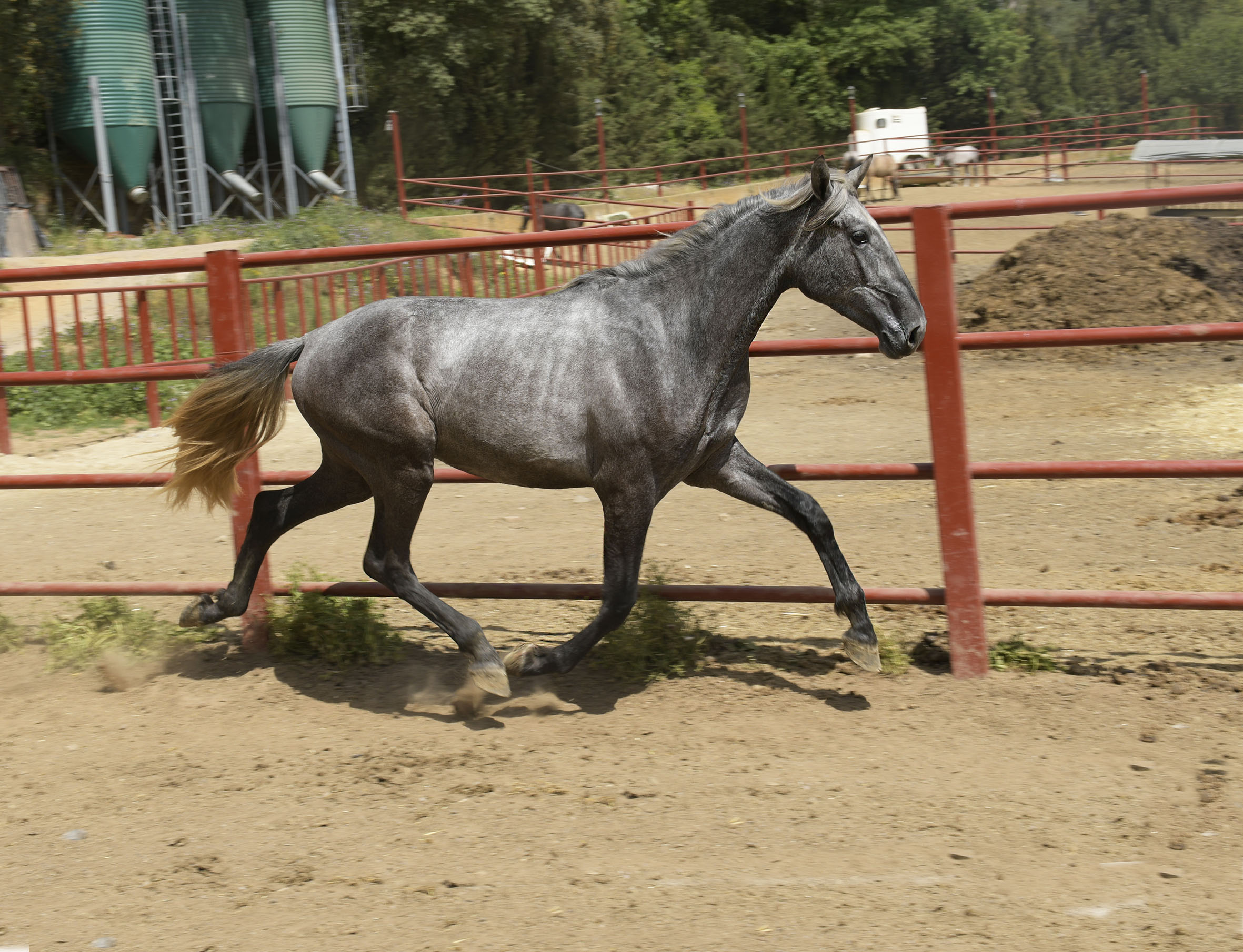 Caballo en Venta