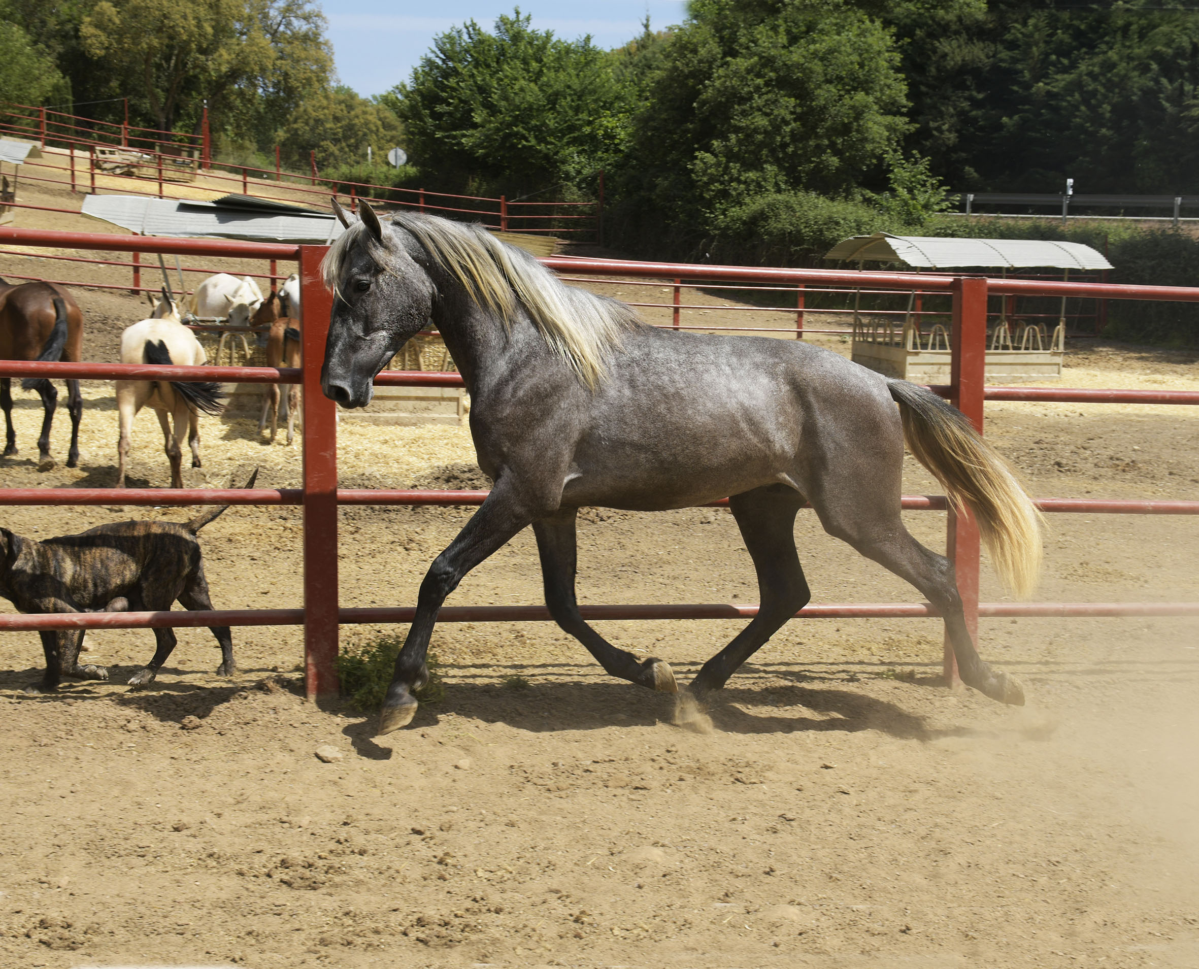 Caballo en Venta