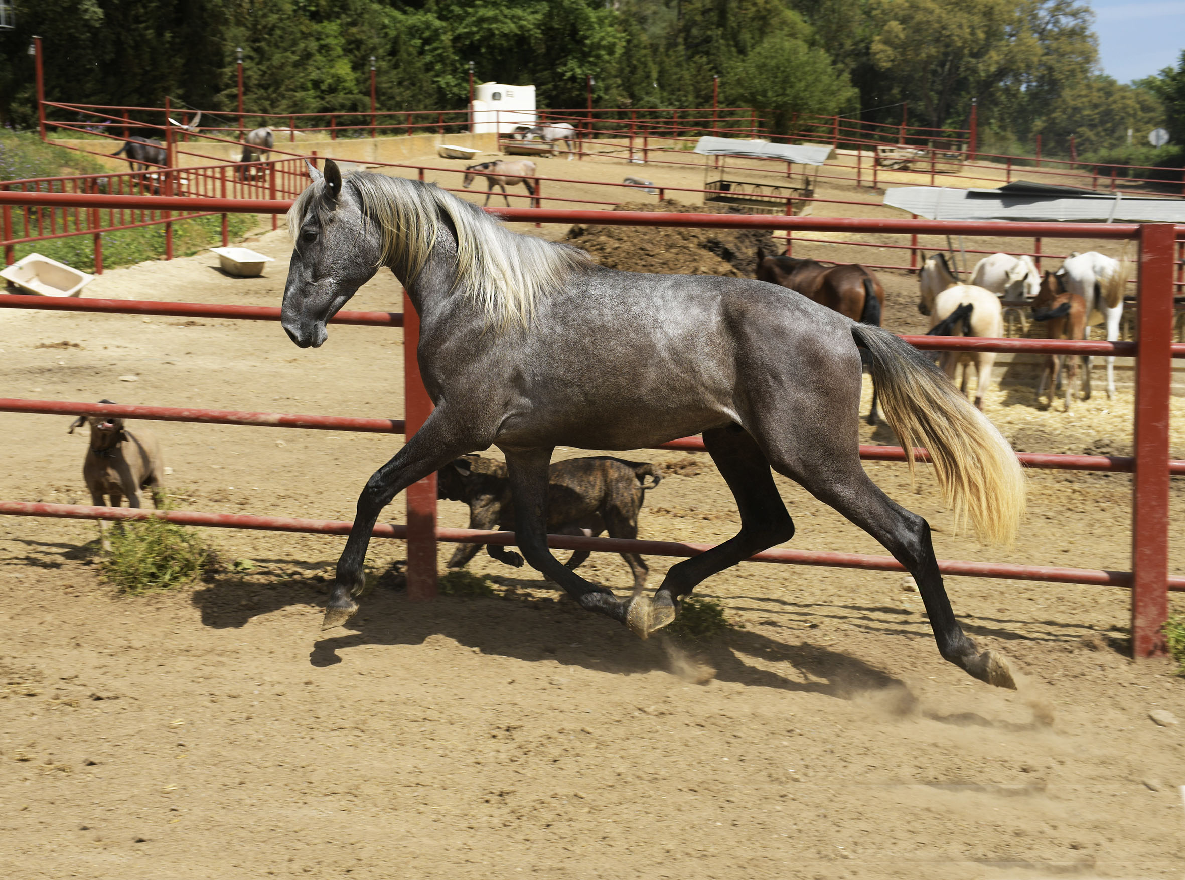 Caballo en Venta