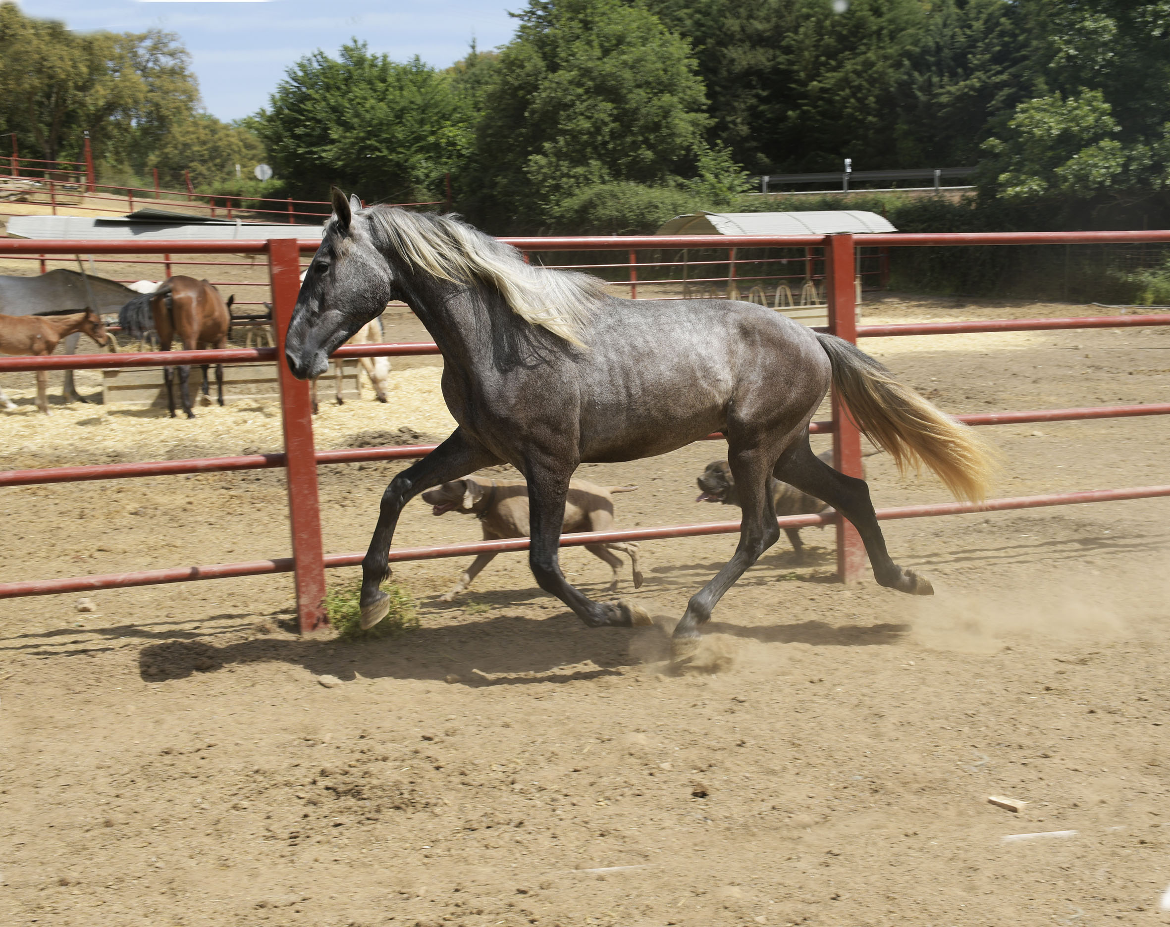 Comprar Caballo