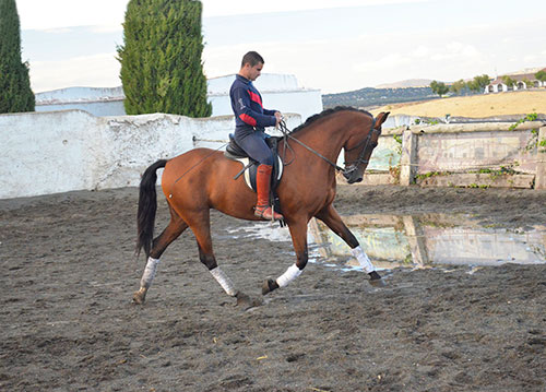 Listado Caballos Castrados