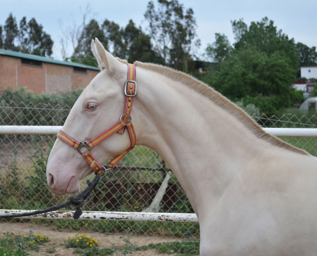 Listado Caballos con Capas Especiales