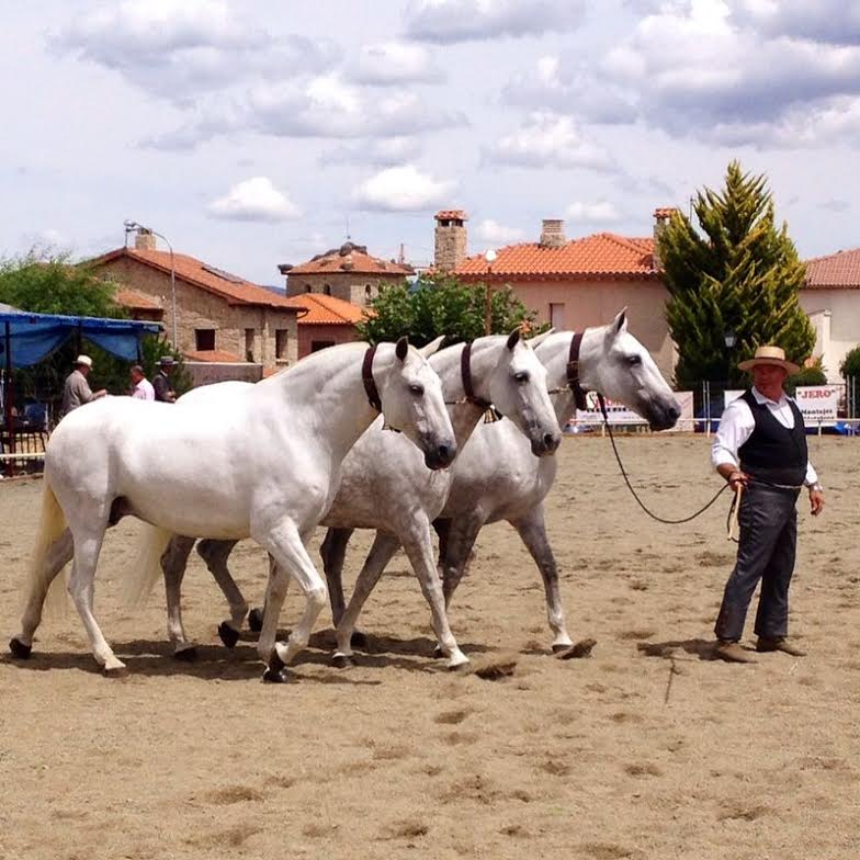 Listado de Oportunidades en Caballos